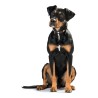 Hundehalsband Hunter Swiss 47-54 cm