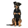 Hundehalsband Hunter Swiss 24-28.5 cm