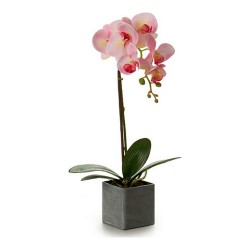 Dekorationspflanze Orchidee... (MPN S3603048)